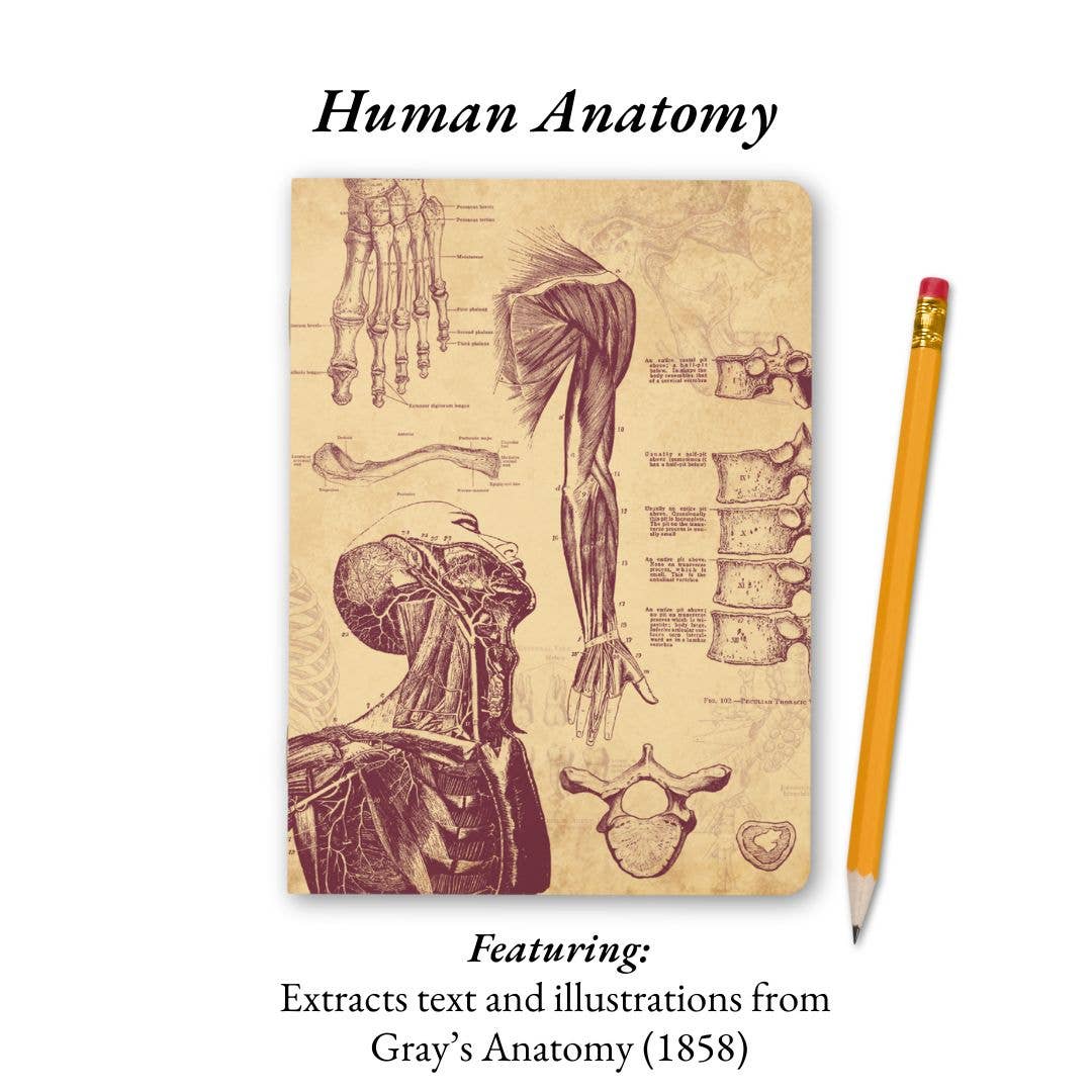 The Living Code: Anatomy, Neuroscience, Evolution & Genetics